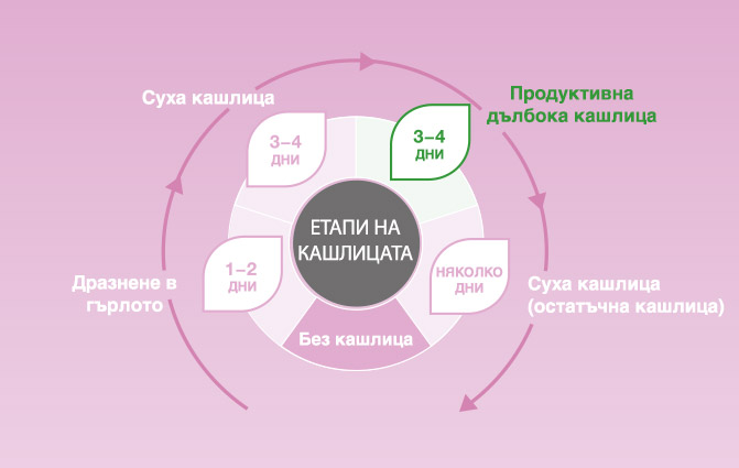 Графика: Етапи на кашлицата и активни съставки на Бронхостоп Сироп