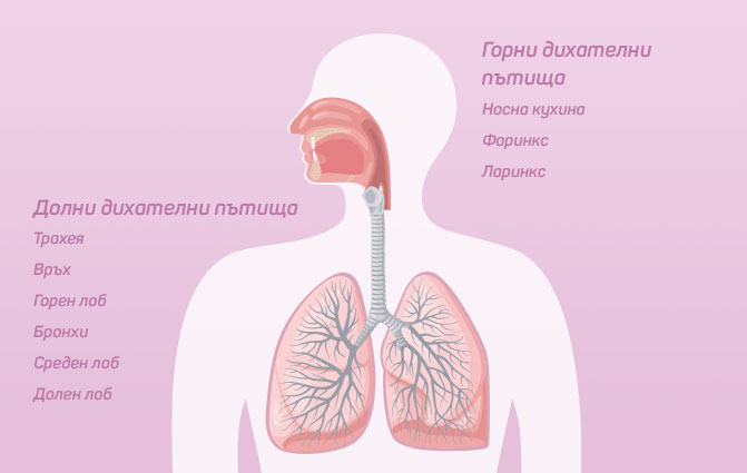 Горни и долни дихателни пътища